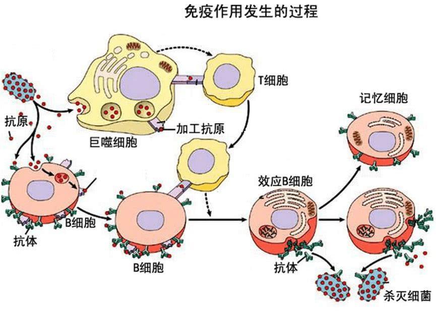 抗体的产生过程示意图