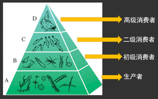 正金字塔形生物营养级(开源图片)