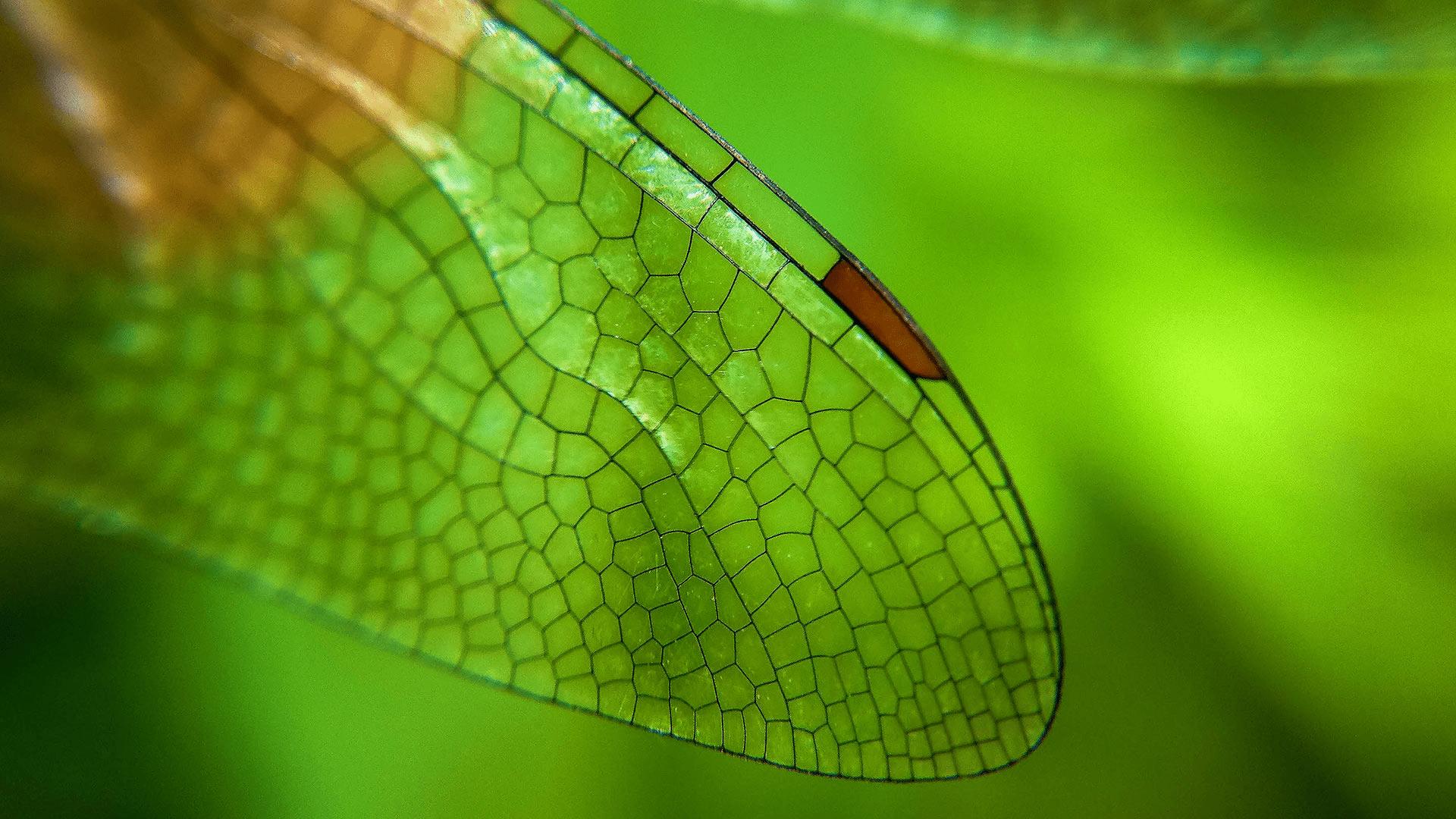 蜻蜓翅膀特写 (azwar thaufeeq/500px/getty images)