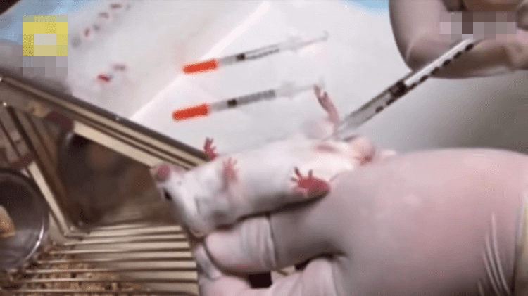 《细胞》杂志的研究称,没有精子或卵子的人工胚胎首次在老鼠子宫内