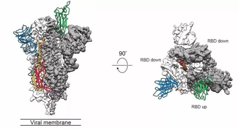 解析science新冠病毒论文:s蛋白电镜图首次公布,有助开发新冠疫苗