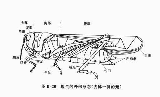 蝗虫的结构分解示意图图片